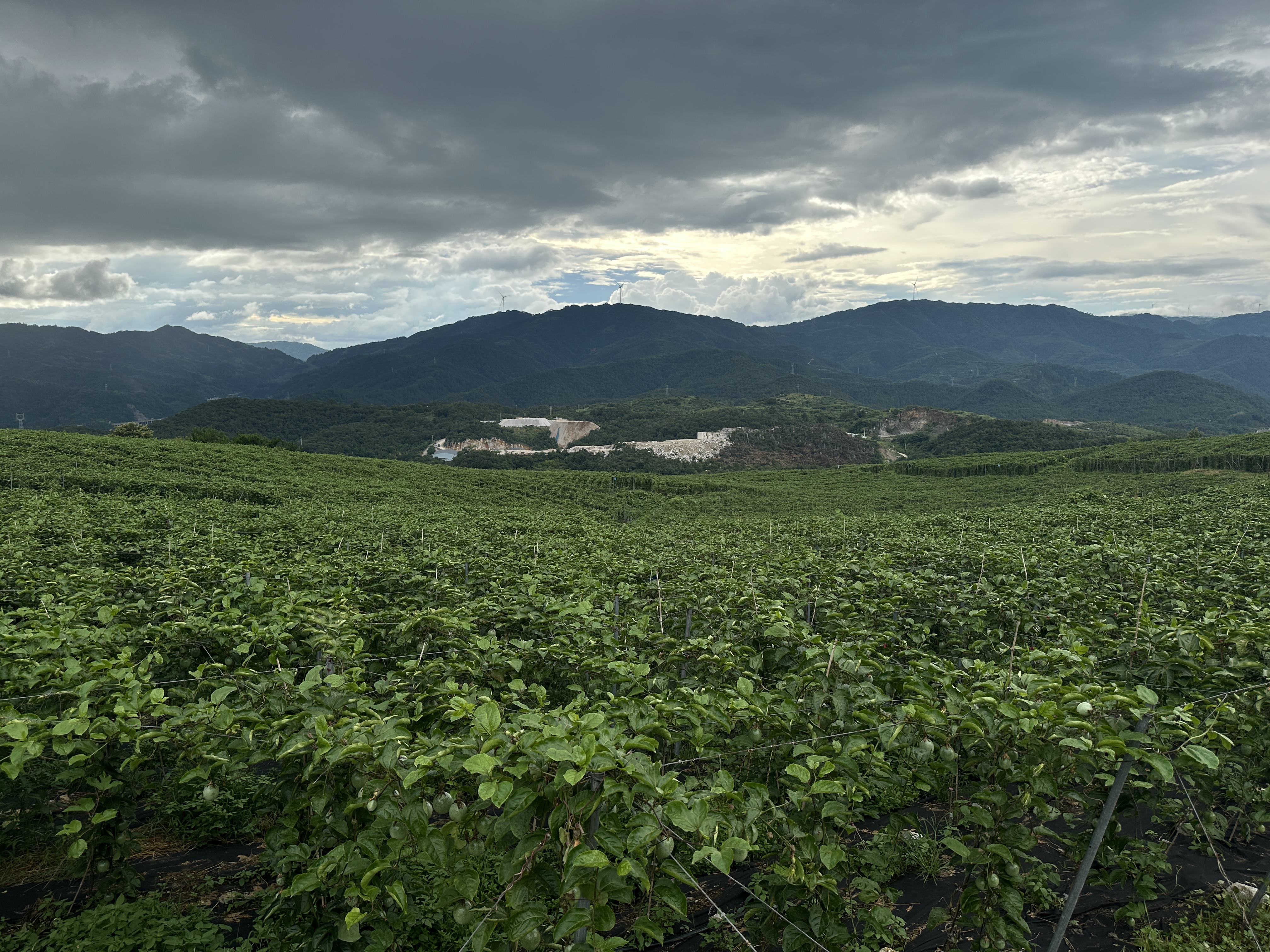 群山环抱中的从江百香果种植基地