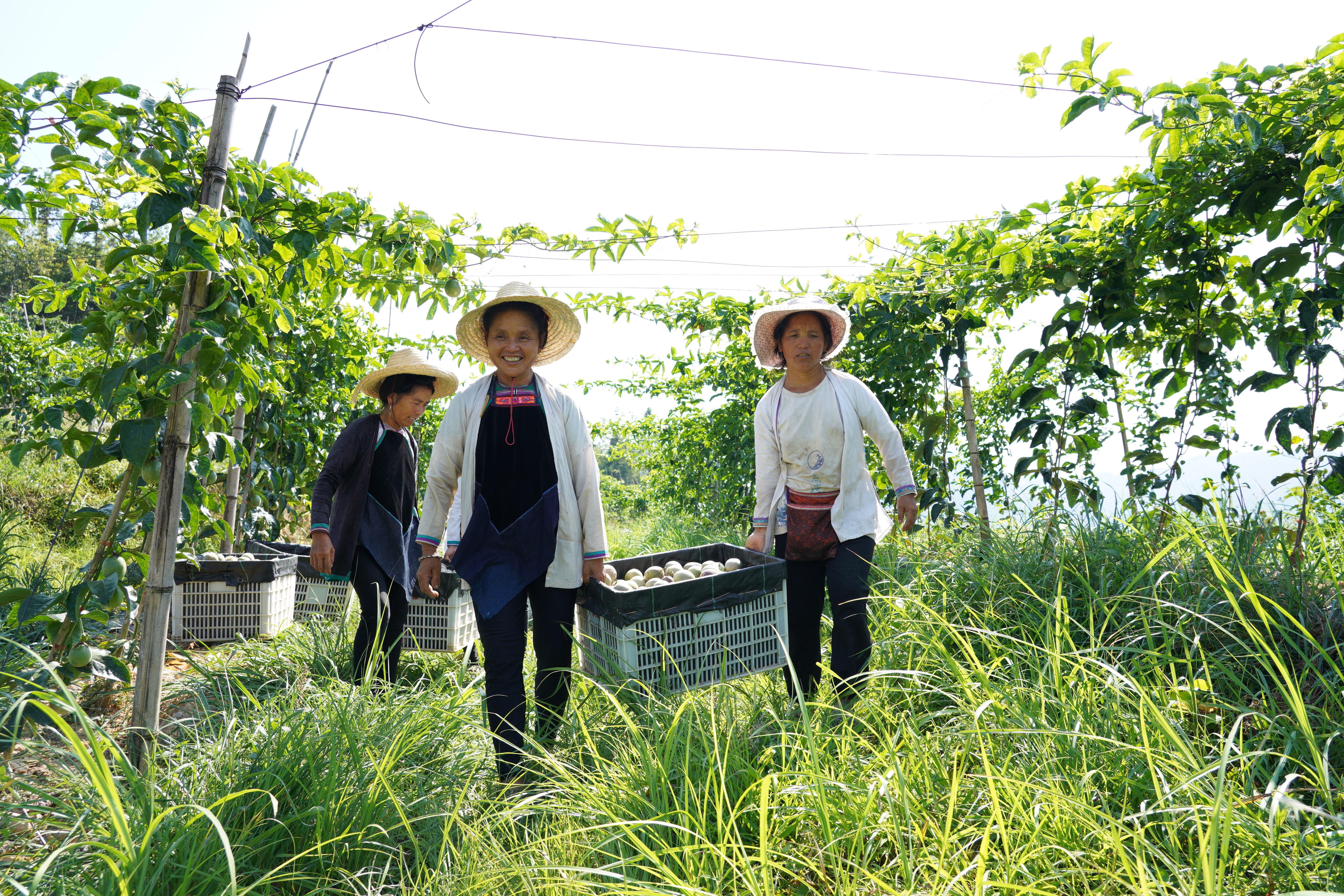 银下村果农在百香果园劳作